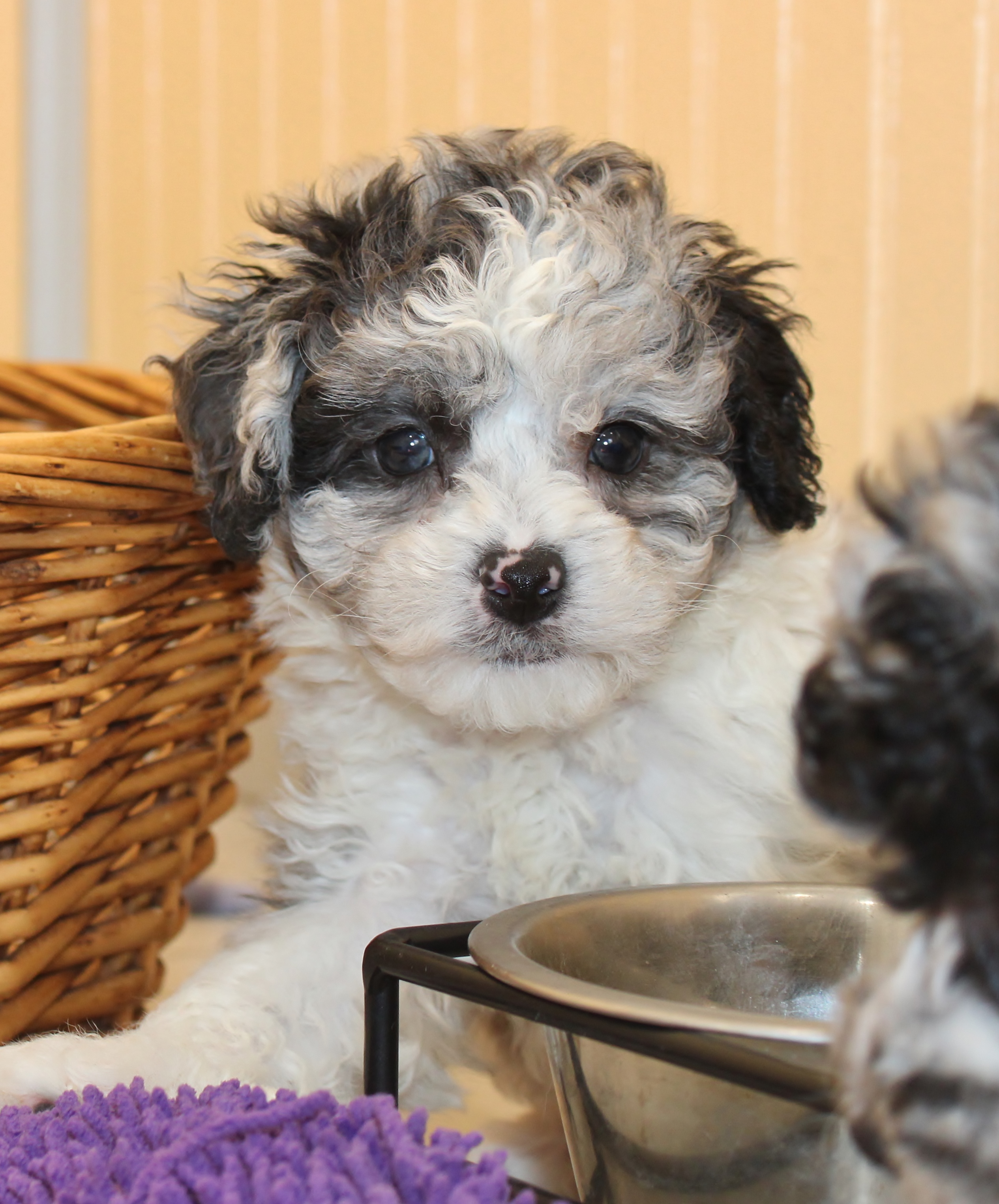 blue merle parti poodle